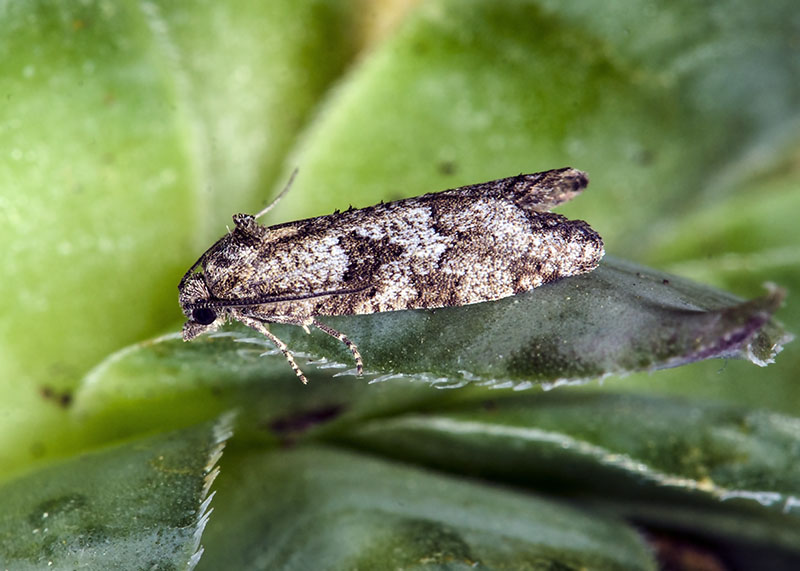 Tortricidae -  Cnephasia communana (Cfr)
